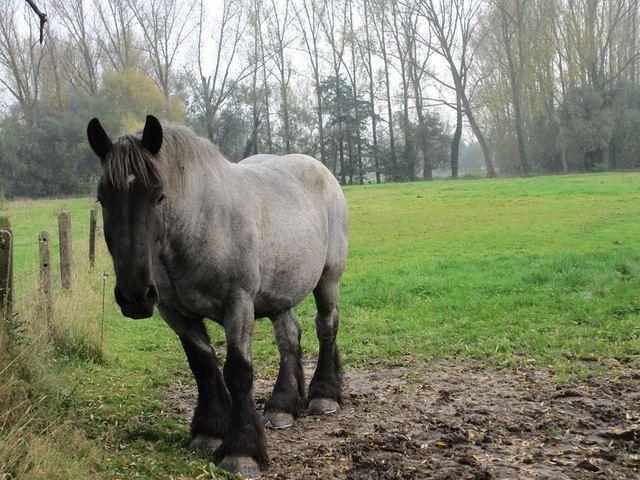 Herfstwandeling Ivan 43