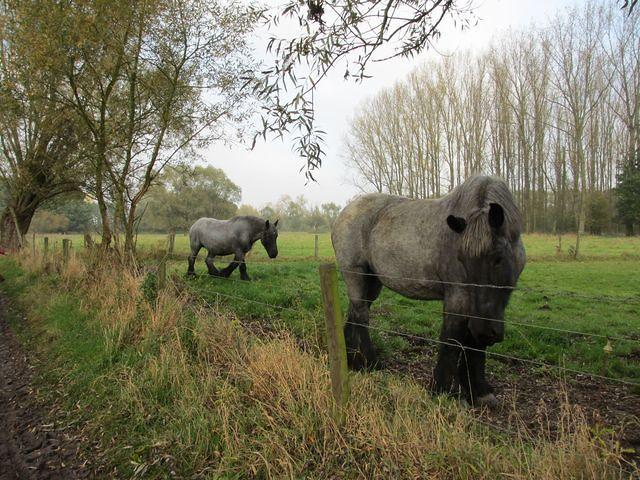 Herfstwandeling Ivan 45