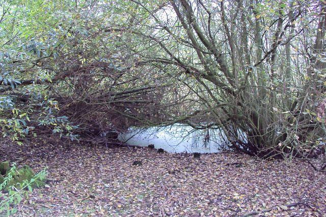 Herfstwandeling Rudy 05