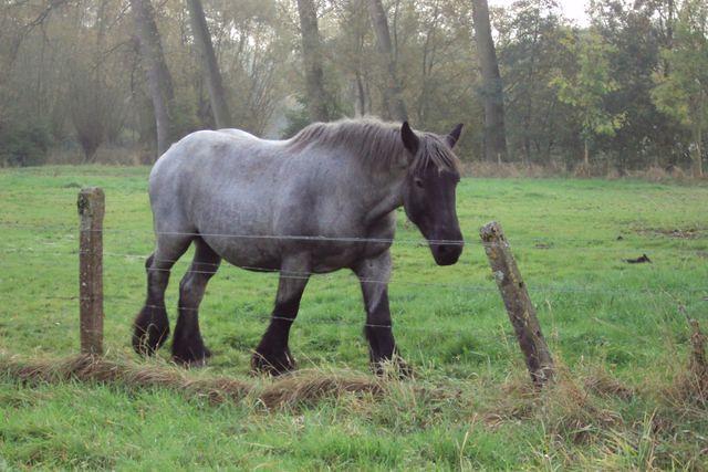 Herfstwandeling Rudy 21