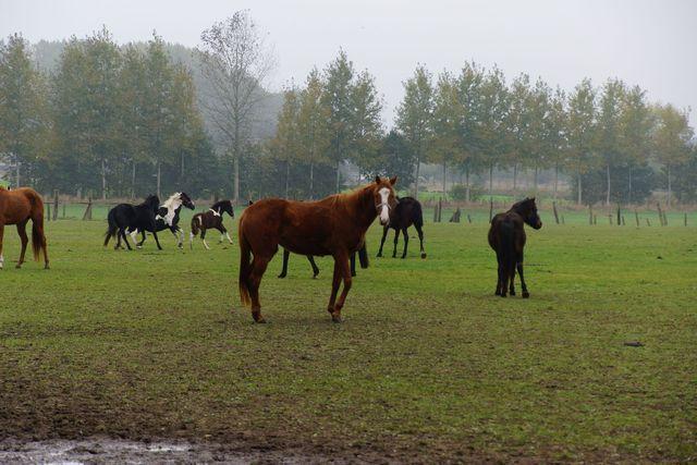 Herfstwandeling 20161023 24