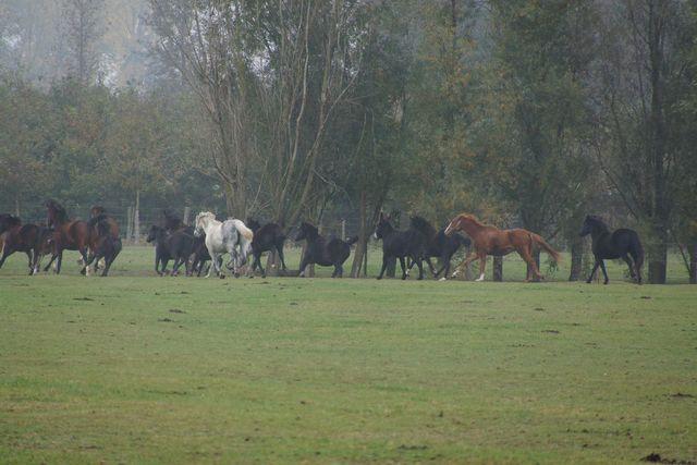 Herfstwandeling 20161023 26