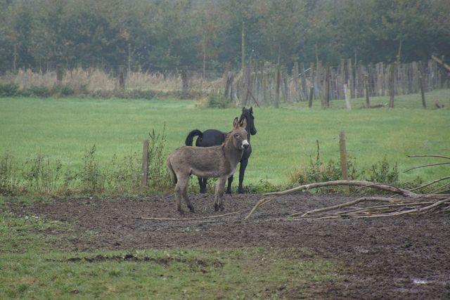 Herfstwandeling 20161023 27