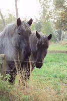 Herfstwandeling Rudy 22