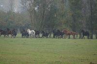 Herfstwandeling 20161023 26